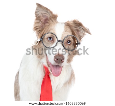 border collie dog wearing glasses and a red tie. isolated on white background