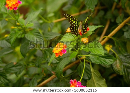 kongini flower butterfly on it Lantana flower  Colorful lantana flower Beauty of nature Spring time Lantana camara ornamental plant gardening tropical flower beautiful butterfly on lantana