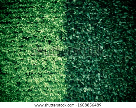 Wall tree. Grass to wall. Two tone leaves textured background pattern