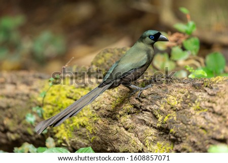 Racket-tailed tree-pie perching on branch 