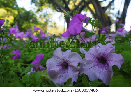 Flowers in a beautiful garden