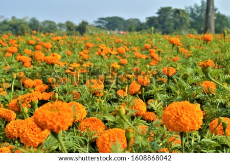 Lots of beautiful marigold flowers in the field in the sunlight