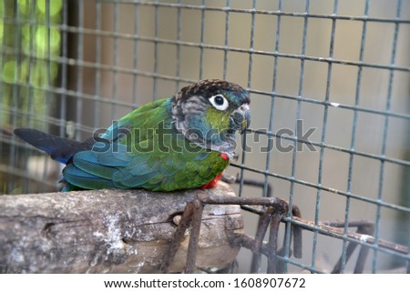 Conure small but big hearted parrot Green body, black head, white eyes, like to play Flick jerk Pulling tug, sitting, good mood, beautiful
