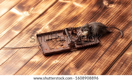 The mouse fell into a mousetrap.