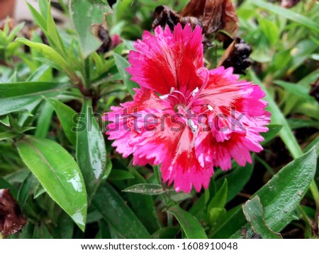 This is the picture of Pink Dianthus flower.