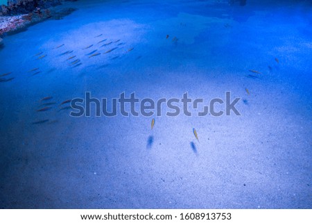 Beautiful underwater world of fish seaweed sea