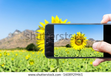 Flower blogger using smartphone taking photo beautiful sunflower in garden. Mountain and blue sky tropical in thailand background.