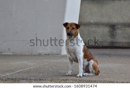 The Brown and white dog stood 2 front legs and 2 back legs lying down. It looked straight ahead to take a picture.