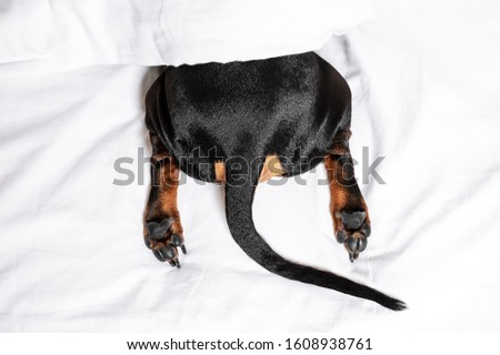 top view on black and tan dog butt, paw and tail sticking out from under the white blanket on the bed. Home or dog-friendly hotel, spoiled pet, funny picture. scared dog hiding under the blanket