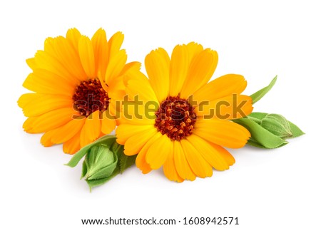 Calendula. Marigold flower with leaves isolated on white background