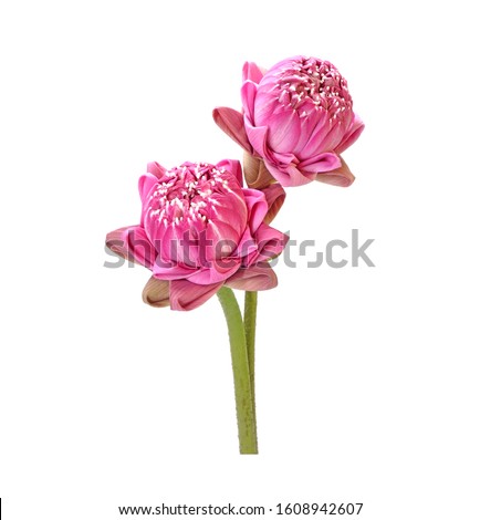 Lotus : Thai style folded pink lotus flower isolated on white background. Lotus flower for Buddha worship on Sabbath day.