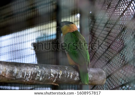 The green parrot has a yellow neck on its tail. There is a white contrast with yellow at the chest.There is a black beak.Playful, standing, showing cuteness, elegance,and outstanding with bright color