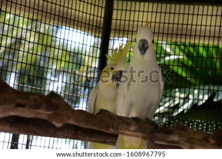 The yellow-headed cockatoo has all white feathers on its body,while the yellow-headed cockatoo moves as a bird that loves fun, moves around its head, is cute,cling to one branch or two,cute and plesen