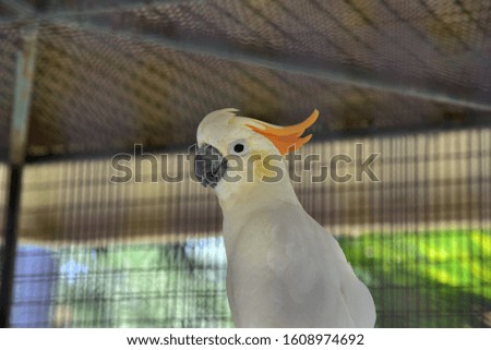 The orange-headed cockatoo has all white feathers on its body, while the orange-colored head has been moved back and forth as a loving, entertaining bird.