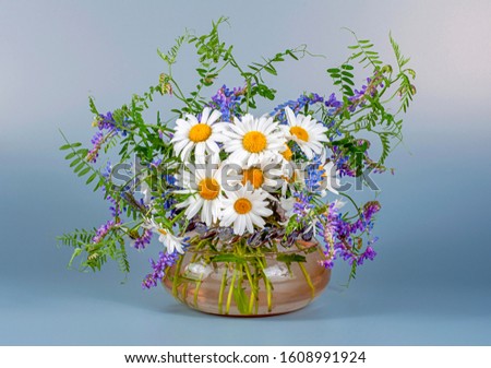 Bouquet of wild field chamomile and mouse peas in a glass vase on a black table and a light gray background.