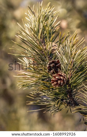 Pine branch with hoarfrost and cones is for Christmas decoration in winter. Vertical