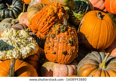 background of variety of beautiful pumpkins above each other