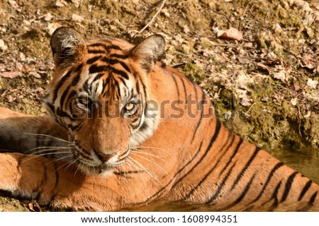 A closeup picture of female Bengal tiger resting in waterhole and cooling off during hot summer