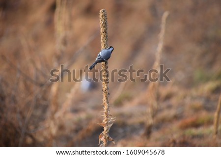 Picture of bird sitting in a branch