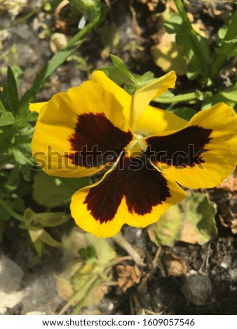 A single flower of yellow field pansy.
