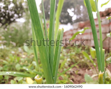 This is the picture of Onion leaf.