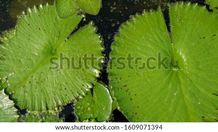 Leaf of lotus in the water