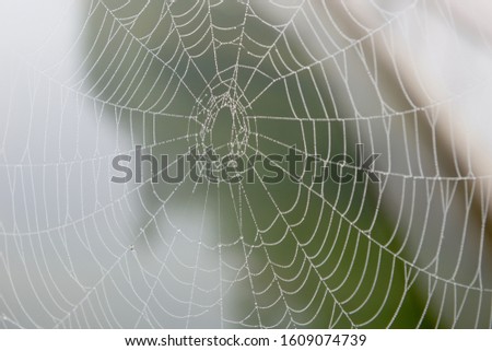 Spider web with drops of water from night fog