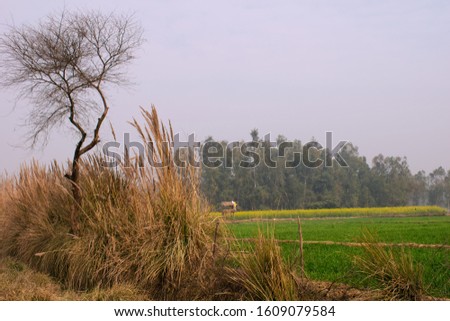 Beautiful Landscape of Genetic Plains of North India. Wheat farm and mustard farm. natural beauty. 
