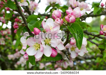 Blooming apple tree in a beautiful garden.  Close-up. Concept. card, postcard, wallpaper, printed products. Royalty-Free Stock Photo #1609086034