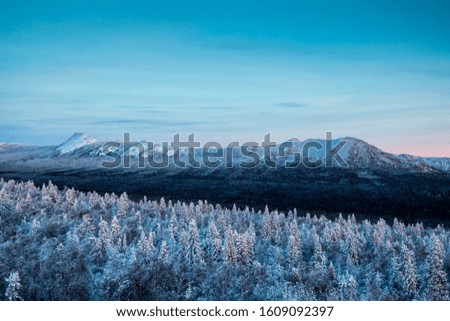 Snowy coniferous forest and mountains in the evening winter light