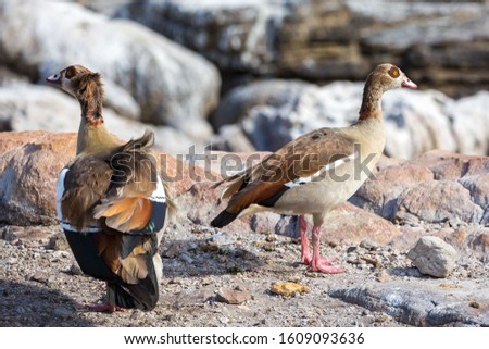 Two egyptian geese (Alopochen aegyptiaca) standing on rocks near the coast, South Africa