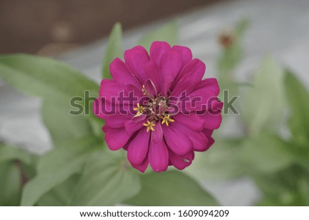 Soft magenta flower between leaves