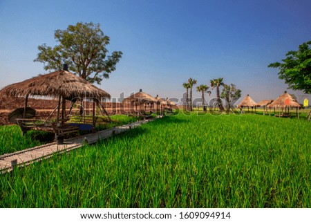 The blurred nature background of the green rice fields, and a seat to watch the scenery, a wooden bridge for taking pictures while traveling