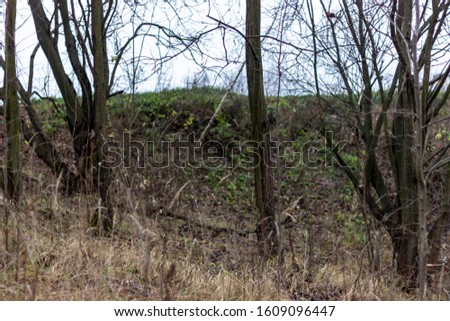 Photo of trees in a small hollow on a cloudy autumn day. In the photo, you can see a little green and withered grass, trees without leaves and a gray-blue sky behind the hill.