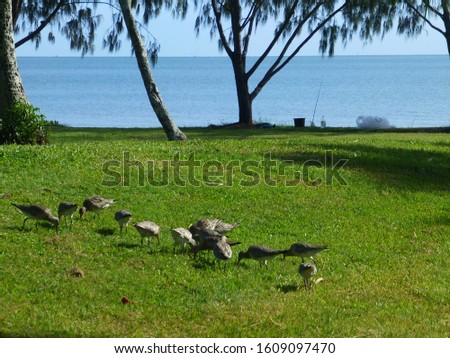 group of ducks foraging on the green grass on the Cairns esplanade