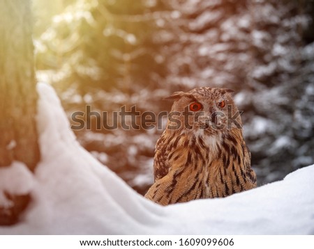 Eurasian eagle-owl (Bubo Bubo) in snowy fores. Eurasian eagle owl sitting on snowy ground. Portrait of Eurasian eagle-owl bird in snowy winter time