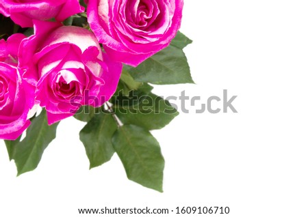 Beautiful pink roses isolated on white background. Copy space. - Image
