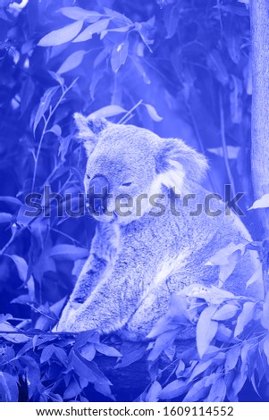 koala in blue IV, brisbane