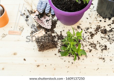 Planting mint plant into a small planting pot.