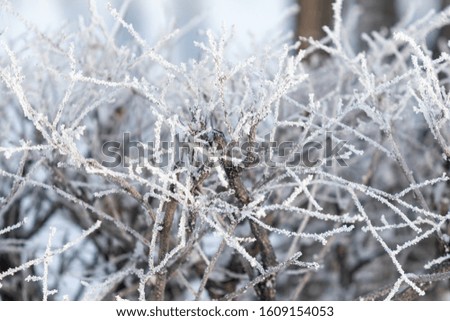 Winter forest, frozen tree branches, hoarfrost on the branches.