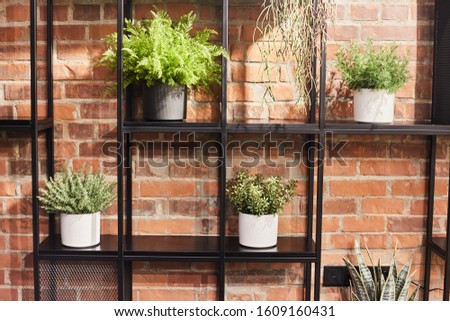 Indoor plants in pots on a shelf against the background of a red brick wall. Loft interior design.
