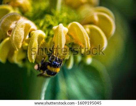 The bumblebee is placed on the yellow petal of the flower
