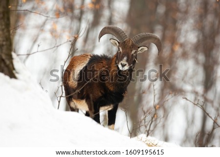 Front view of wild mouflon, ovis musimon, male in wilderness during wintertime. Surprised animal with horns facing camera in forest. Winter wildlife scenery with mammal standing in snow.