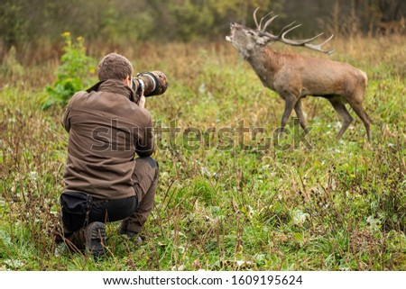 Young male wildlife photographer in brown cloths taking pictures of a red deer, cervus elaphus, stag roaring on a green meadow close to him. Tourist with camera recording wild animal.