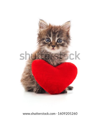 Kitten with toy heart isolated on a white background.