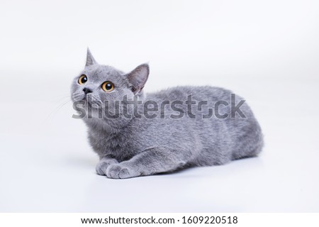 Funny large tabby cute kitten with beautiful big eyes. Pets and lifestyle concept. Lovely fluffy smiling cat on grey background. British Shorthair cat lying on white table.
