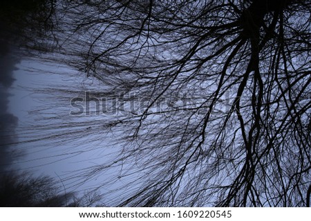 Outdoor view from bellow of group of long thin branches of a weeping willow tree in France, Europe. Abstract design with pattern of falling lines and a grey blue foggy sky in background.
