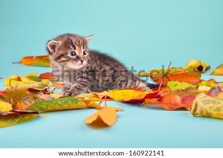 Young 20 days old kitten in autumn leaves. Studio shot.