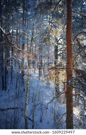 Winter forest scene. Snow-covered pine trees, hills and walkways. Frozen river in the background. Sun rays and pure evening light. Latvia