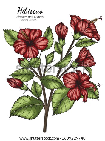 Red hibiscus flower and leaf drawing illustration with line art  on white backgrounds
